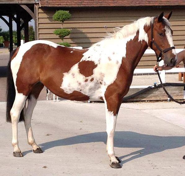 skewbald mare for sale